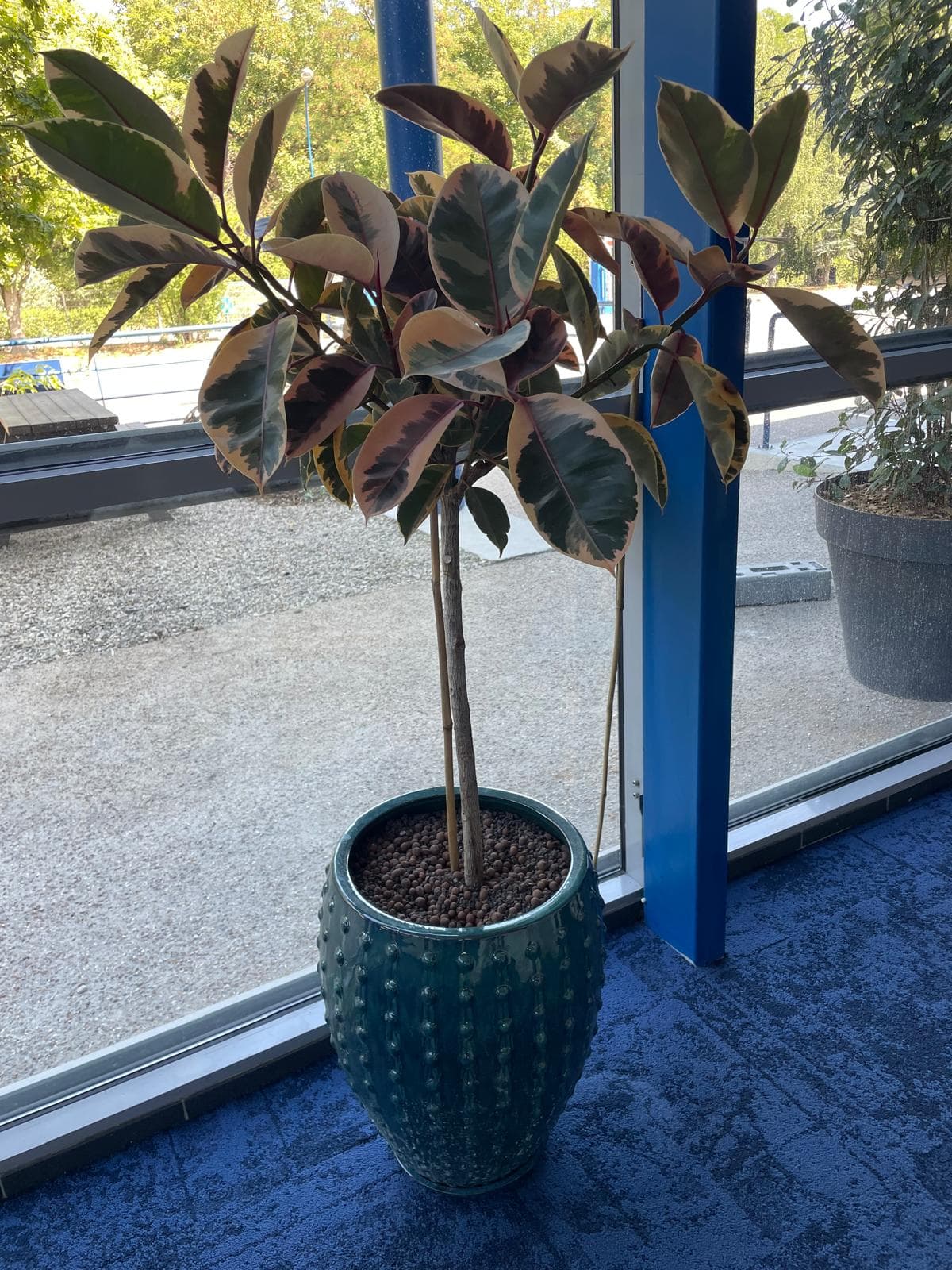 Ficus elastica panaché en pot turquoise