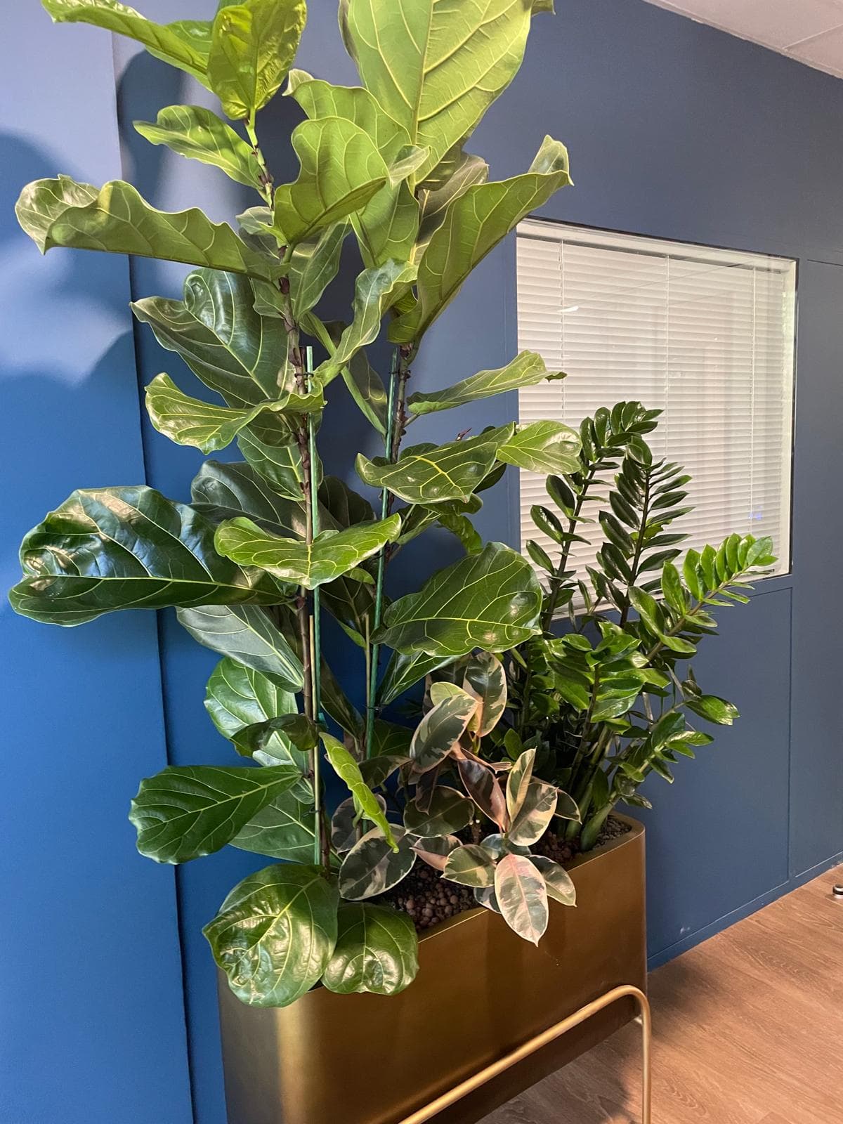 Jardinière de bureau avec ficus lyrata et zamioculcas