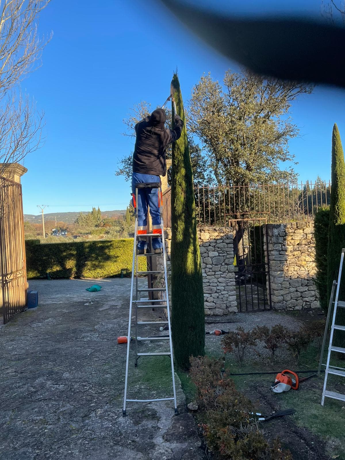 Taille de cyprès sur échelle (travail en cours)